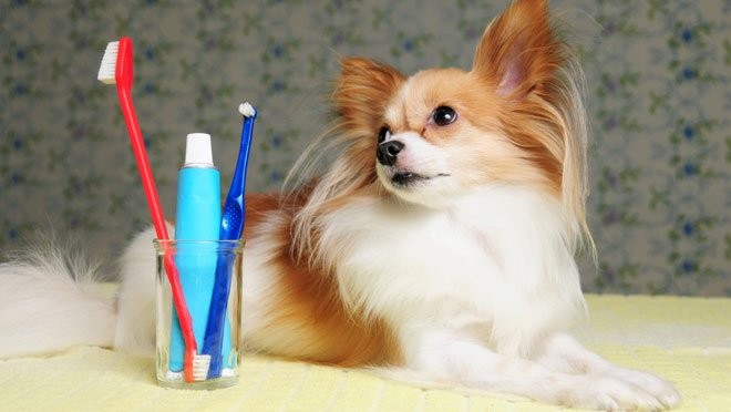 no brush toothpaste for dogs