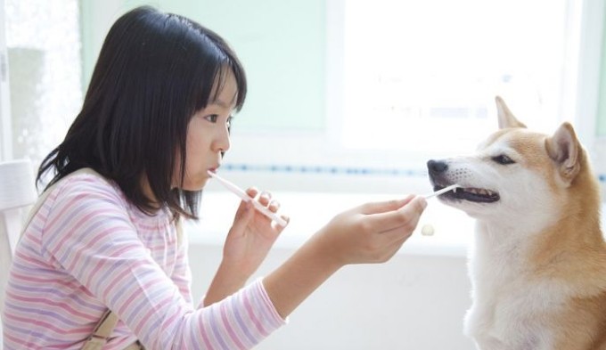 toothpaste for diabetic dogs