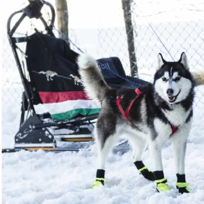 husky dog booties