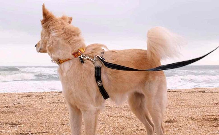 best chew proof retractable dog leash