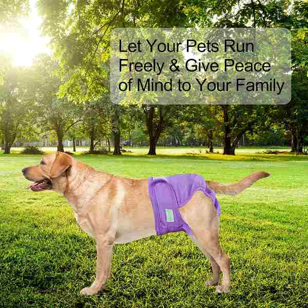 best washable dog diapers