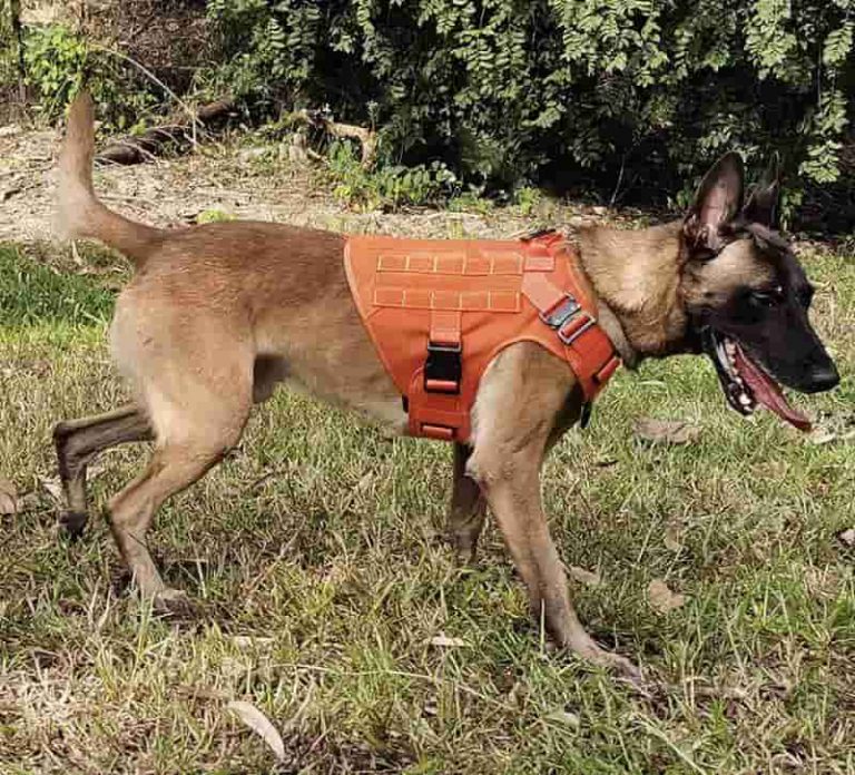 icefang tactical dog harness xl