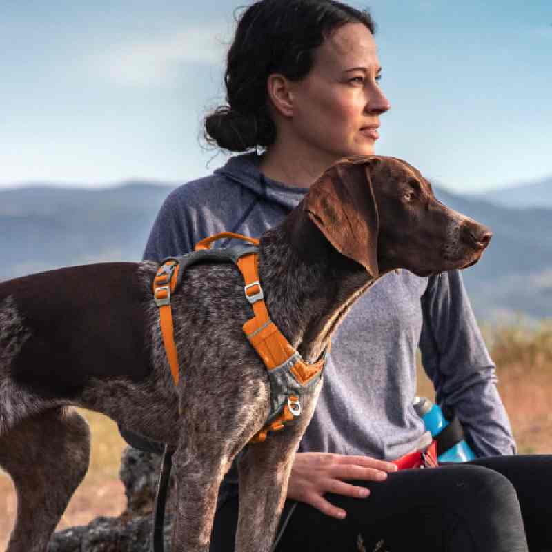 hdp no pull dog harness