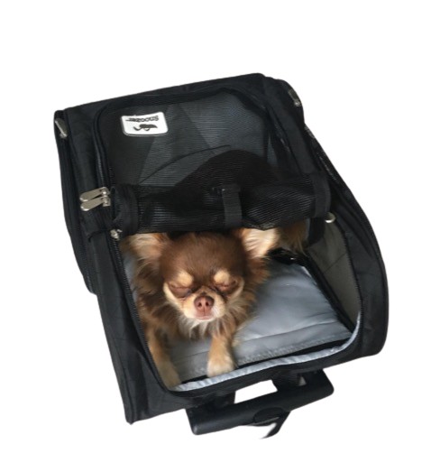 reddy pet carrier backpack