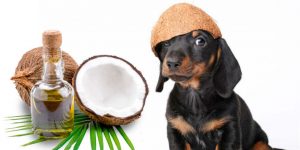 best-coconut-oil-for-dogs