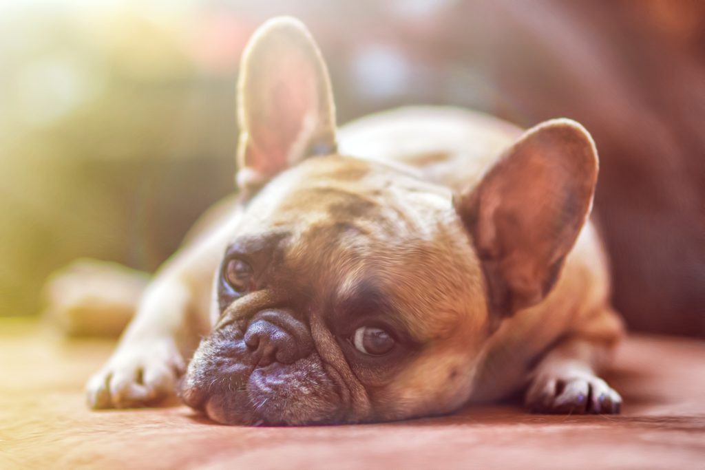 Read more about the article Dog Food for Allergies