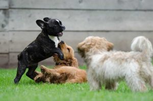 Puppy & Dog Calming Treats