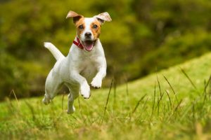 high-calorie-dog-food-for-active-dogs