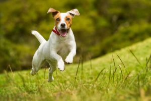 high-calorie-dog-food-for-active-dogs