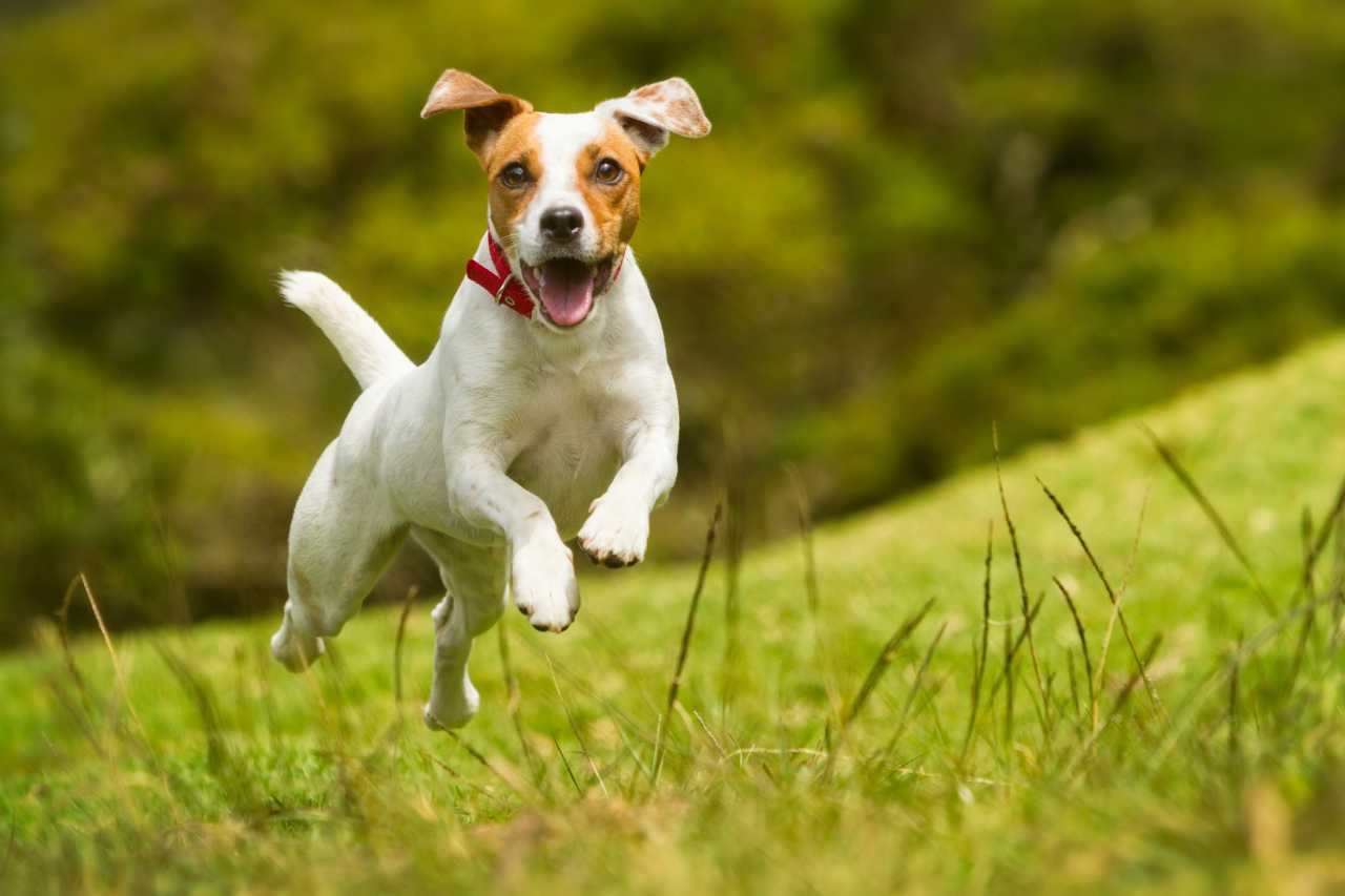 Read more about the article High Calorie Dog Food