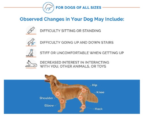 Joint Pain in Dogs