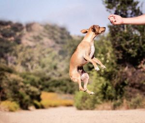 Best CBD Dog Treats