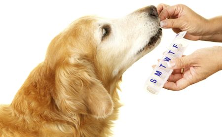 Read more about the article Dog Vitamins