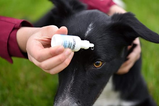 dog eye drops for cataracts