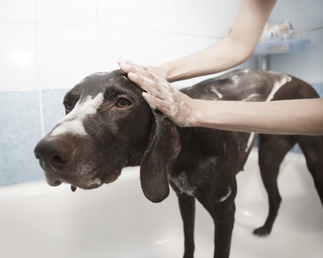 Image showing dog bath time