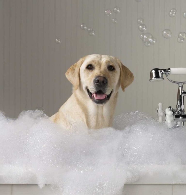 Read more about the article Medicated Dog Shampoo