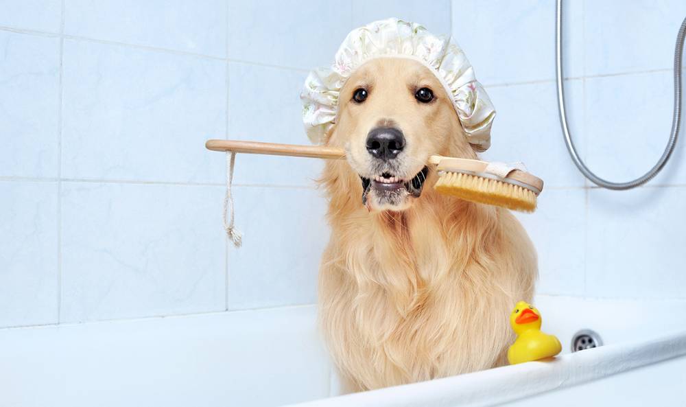 Best Shampoo for puppies and dogs