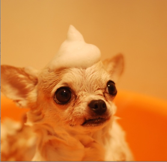 Puppy Shampoo