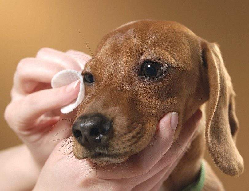 cleaning your dog eyes