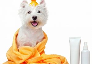 dog shampoo