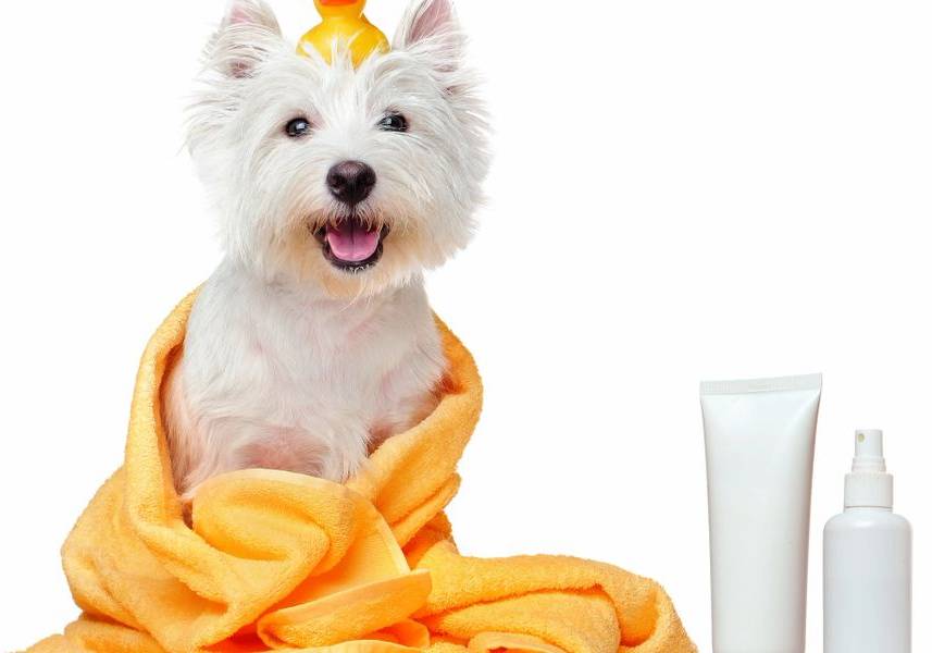 Read more about the article Dog Shampoo