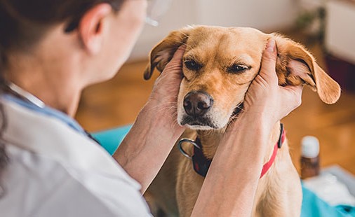 Ear Cleaner For Dog