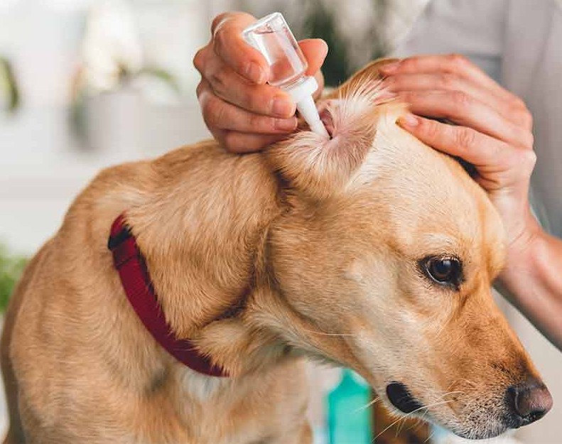 Image showing cleaning dog's ear