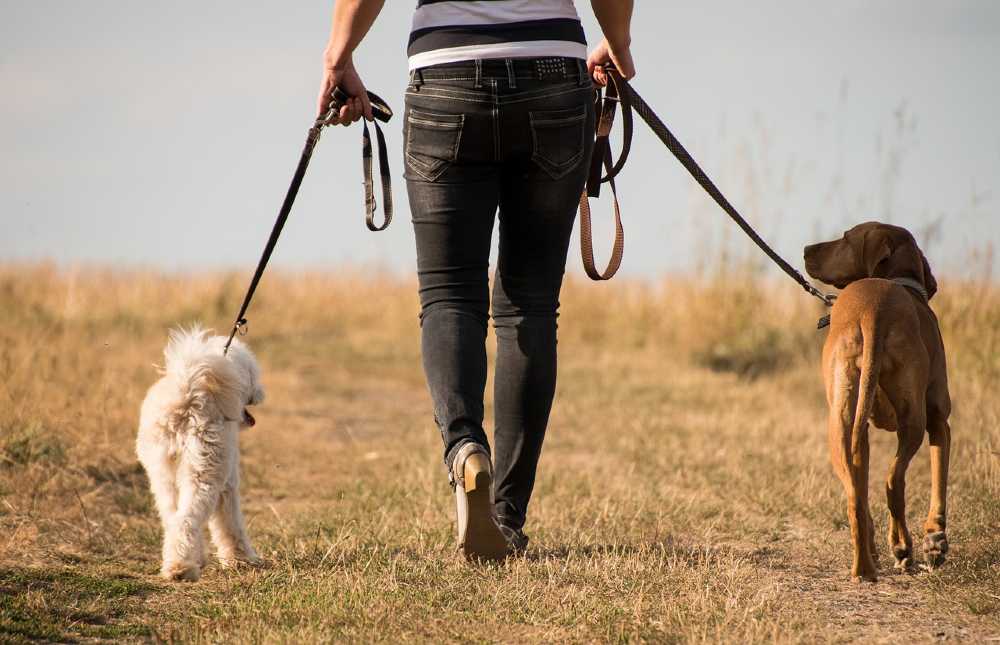 walking your dogs