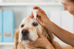 Dog eye drops