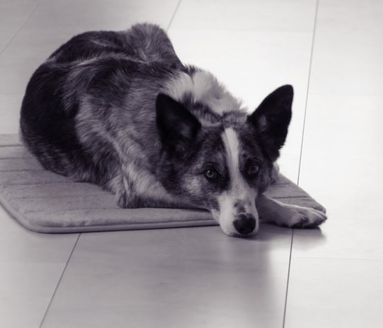 Heating pad for senior dog