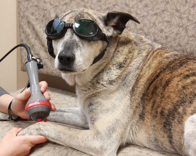 laser therapy on dog