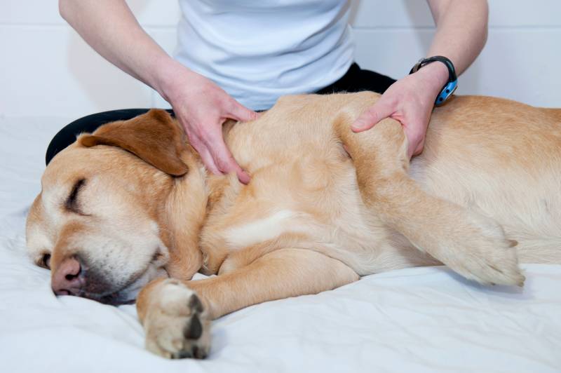 senior dog physical therapy