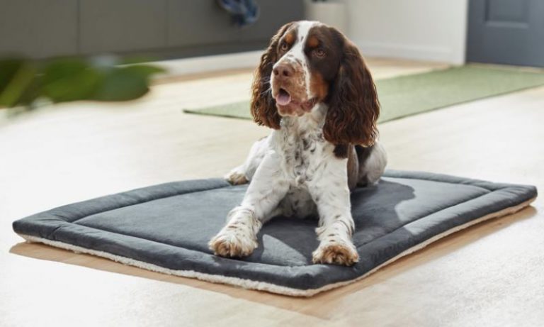 A Dog resting on Frisco Self Warming Dog Crate Mat