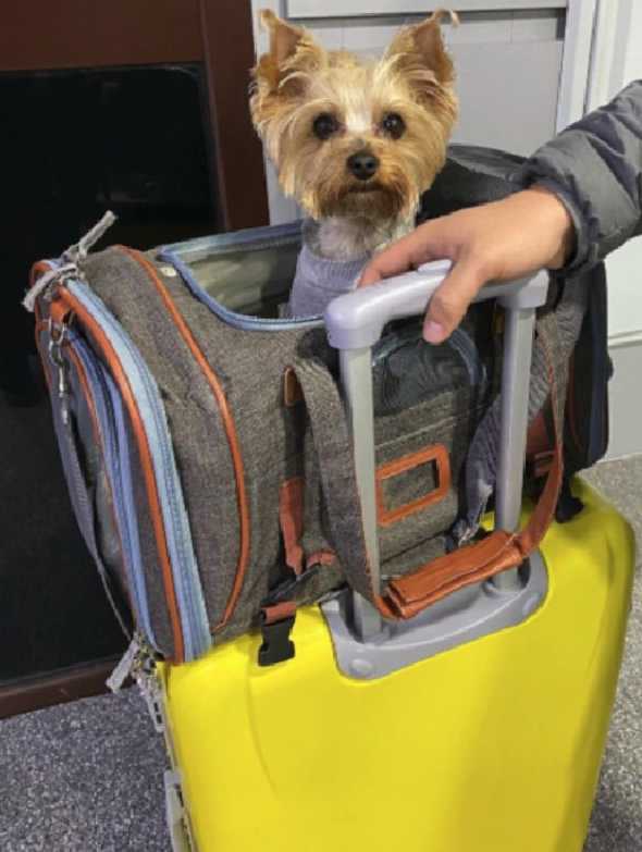 Airline Approved Dog Carrier Bag