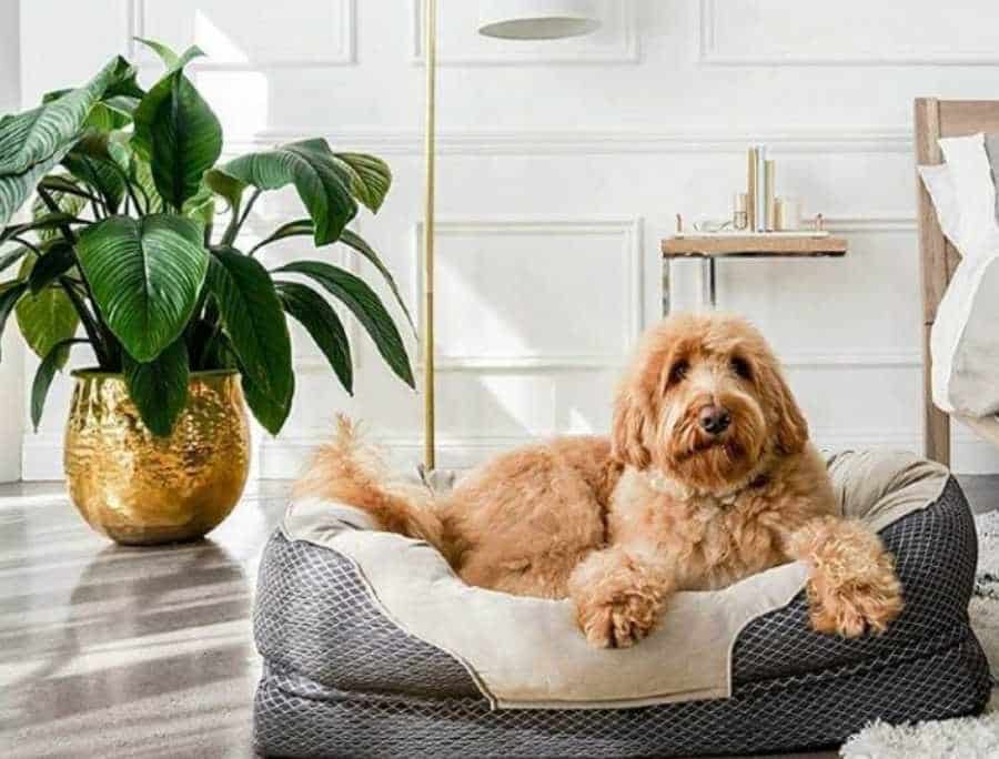Read more about the article Self-Warming & Heated Beds