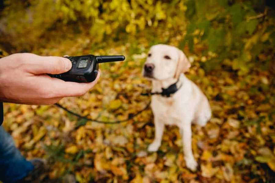 Read more about the article Training Shock Collars