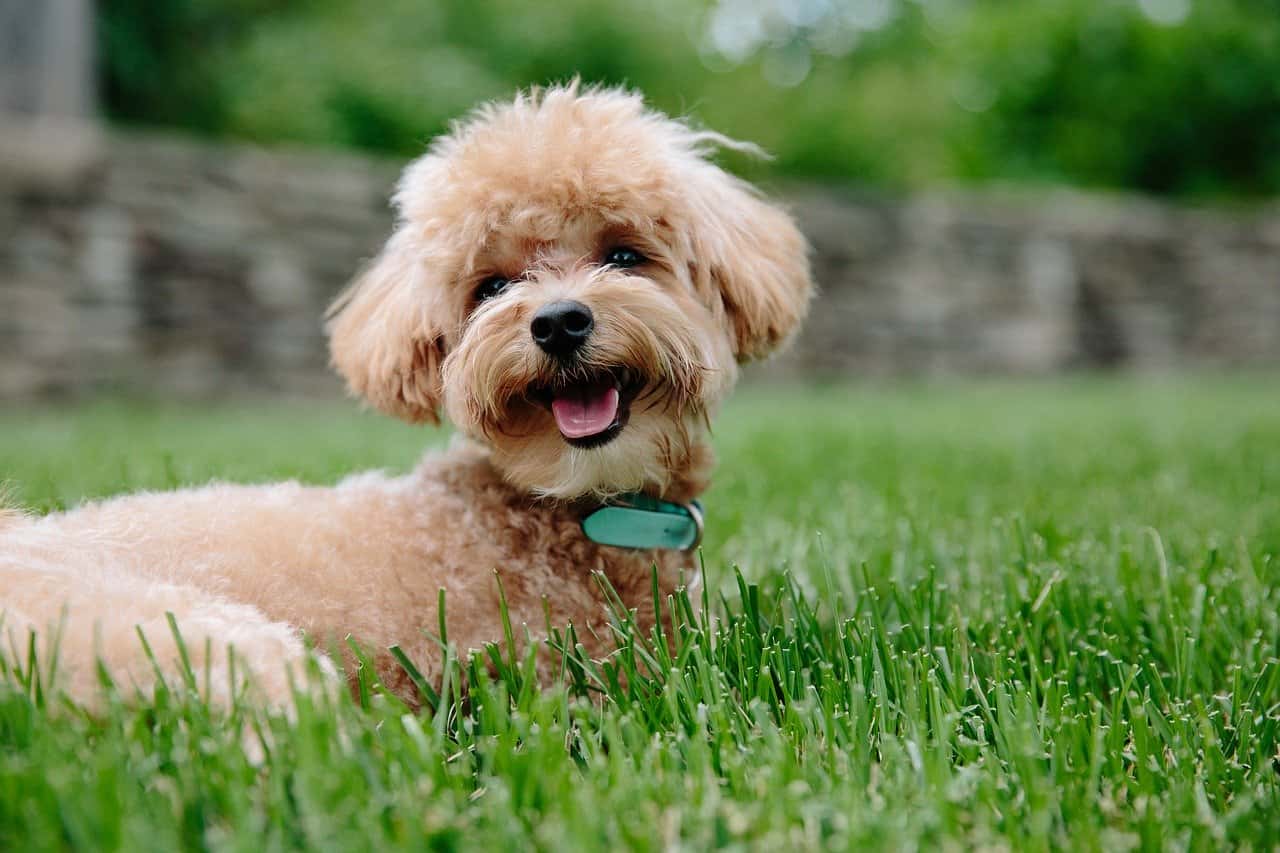 Read more about the article Dog Food with Glucosamine Chondroitin MSM