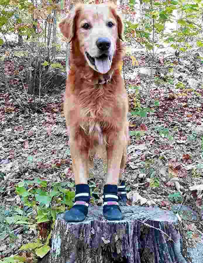 Dog Boots for Hiking