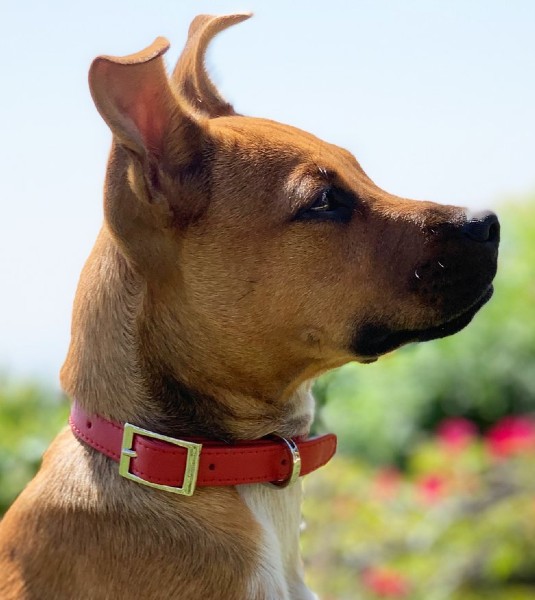 Leather dog collars