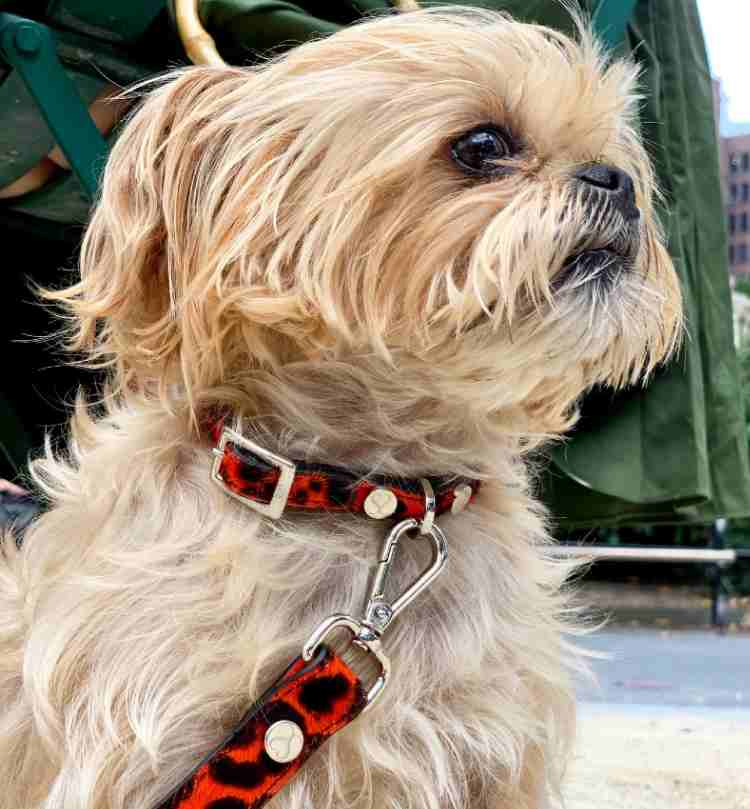 Dog Leather Collar