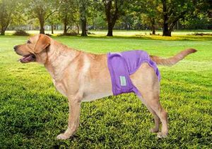 Best Dog Diapers For Female Dogs