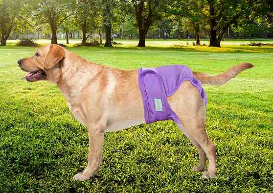 Read more about the article Dog Diapers