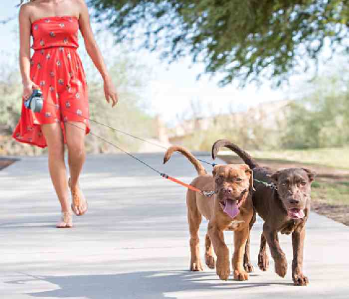 Double Retractable Dog Leash