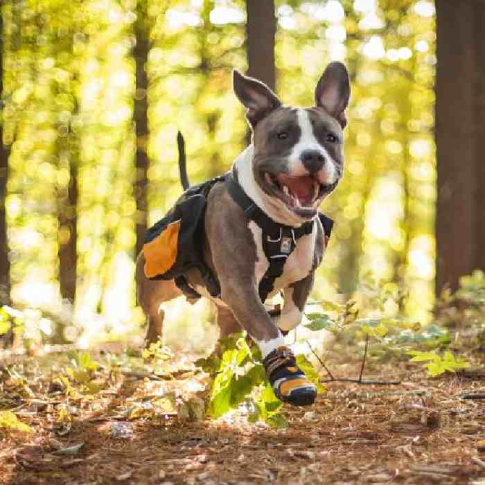 Dog Shoes For Hiking in Summer