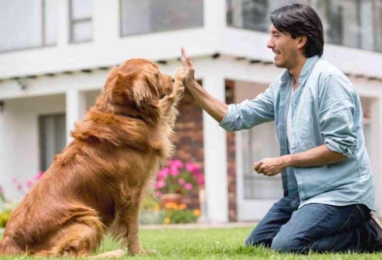 Read more about the article Large Outdoor Kennels