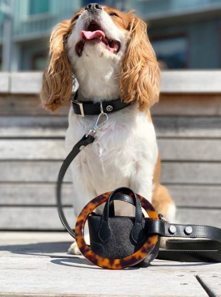 Black Leather Collar for Dog