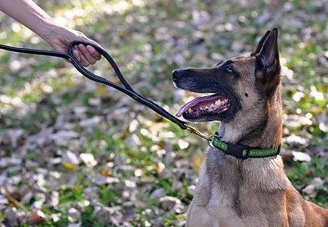 Black leather dog leash