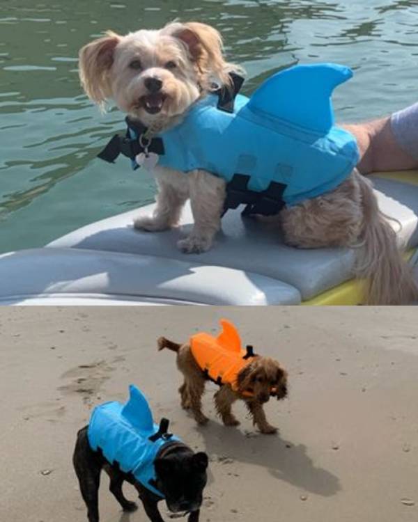 Dog Life Jacket & Swimming Suit