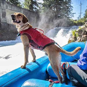 Dog Life Jacket