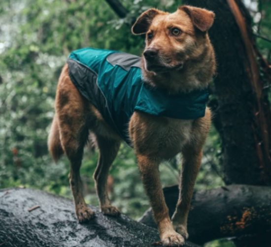 Adventure Dog Rain Jacket